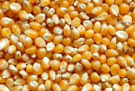 Семенной материал кукурузы